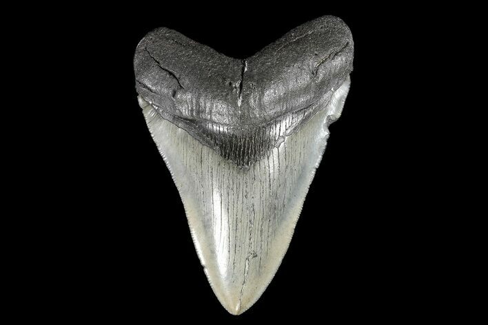 Serrated, Fossil Megalodon Tooth - South Carolina #93511